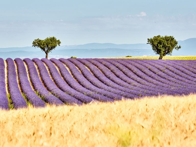 <p>Viaggio Lavanda</p>